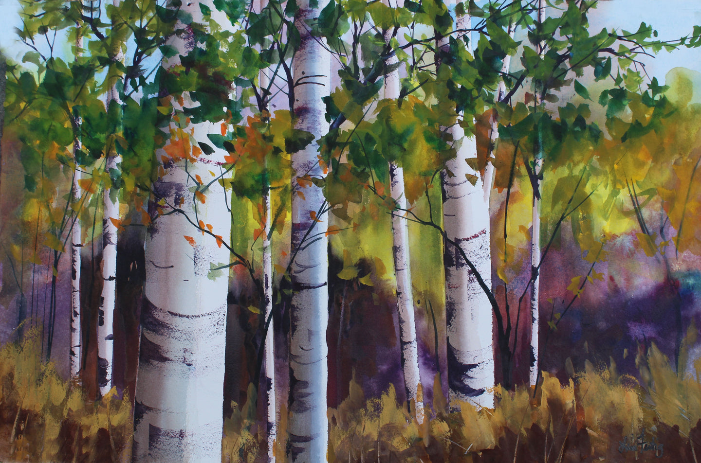 Fall Birch Trees