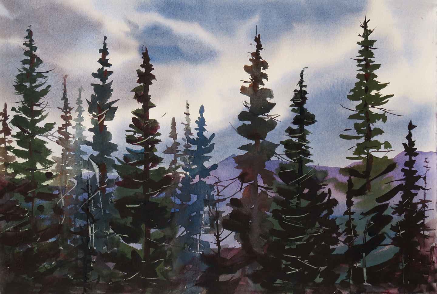 Tall Pines in the Woods